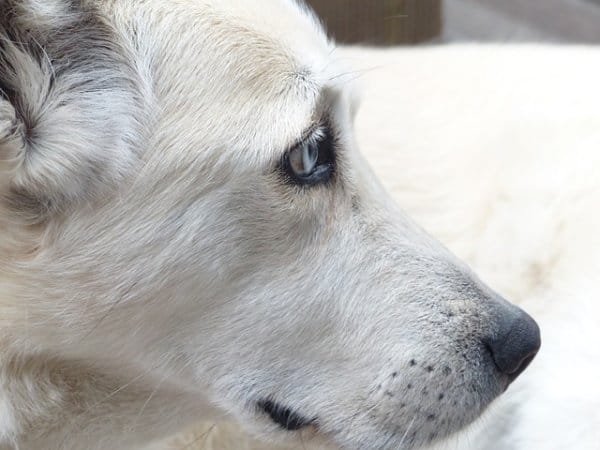 Ein Sitzsack für den Hund Hundebetten